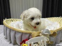 A şecereli babadan maltese yavrular