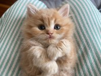 British longhair kedisi