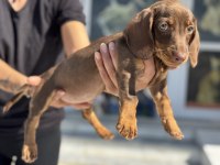 Petmode köpek çiftliğinde ziyarete açık dachshund