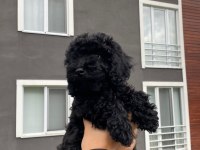 Safkan siyah poodle dişi bebek
