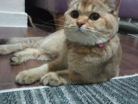 British Shorthair Golden Black Acill sahiplendirilecektir