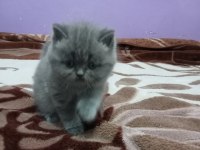 Yavru british kedimiz