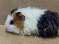 Ginepig Yavrular Gün İçi Gönderim Sağlanmakta