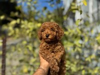 HARİKA ANATOMİDE TOY POODLE BEBEKLER