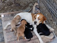 Pointer yavru köpekler