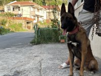 2,5 yaşlı Şecereli Belçika Malinois
