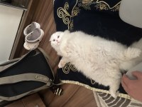 1 yaşında scottish fold beyaz