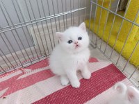 Güzel İran Kedisi Bebeğim