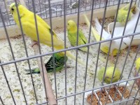 Yavru Dişi Erkek Mevcut Muhabbet Kuşu