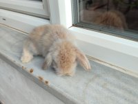Hollanda Teddy lop tavşan