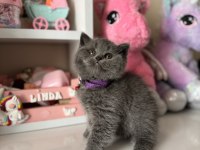 Safkan British Shorthair Dişi Erkek Yavrular