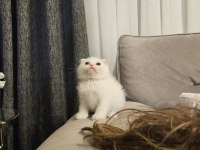Aile sıcaklığında büyüyen scottish fold british yavrular