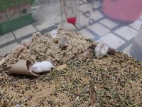 Çok Tatlı Miniş Hamster Yavrucaklar