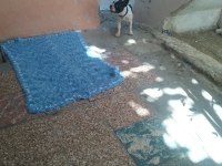 İzmir French Bulldog Köpeği