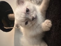 Sahibinden scottish fold kedimiz