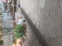 Tavşanlar
