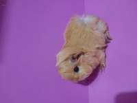 Peruvan guinea pig yavrularımız