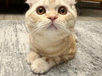 Scottish Fold Kedimiz