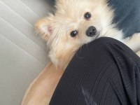 Köpeğimiz Maya için kalıcı yuva arıyorum