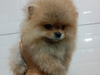 Orjinal ayı surat pomeranian boo yavrularımız