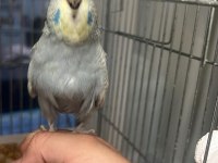 45 GÜNLÜK SHOW JUMBO MUHABBET KUŞU PAŞA ELE ALIŞIK