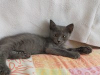 Gri British Shorthair 3 aylık yavru kedi