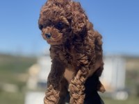 yasal ruhsatlı çiftlikde ziyarete açık toy poodle