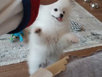Sahibinden pomeranian boo