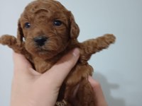 Kore red brown poodle A kalite bebek yüzlü 1 aylık oğlumuz