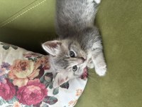 Kız Bebek Kedimiz Yuva Arıyor