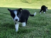 Border Collie Yavruları Istanbul  
