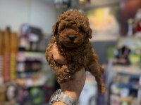 Safkan Toy Poodle Yavrularımız