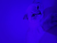 British shorthair gri maskeli