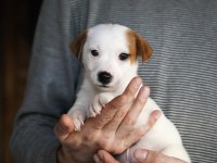 FCI şecereli dereceli soydan gelen jack russell