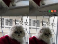 Kedimize acil yuva aranıyor
