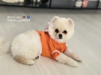 Pomeranian oğlumuza eş arıyoruz