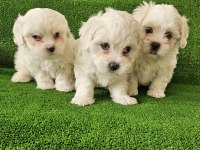 Maltese terrier minikler