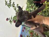 TRde Tek Chocolate (çikolata) Renk French Bulldog