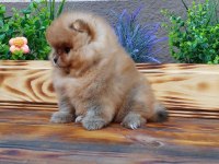 MİNİ BOY POMERANİAN BOO YAVRULARIMIZ