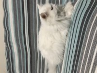 British longhair kedimiz