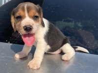 Irk ve sağlık garantili beagle yavrular