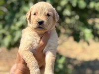 Golden retriever köpeği minnoşlar