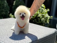 Sevimli pomeranian boo