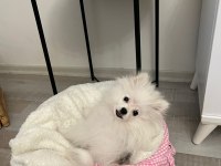 6 aylık pomeranian tüm malzemeleriyle birlikte
