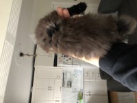 Chocolatte british longhair (Nadir)
