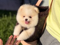 Orjinal Pomeranian yavrumuz moi