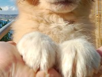 Sevimli border collie bebeğin işte burada