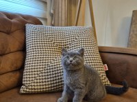 Oyuncu Ayı Surat British Shorthair