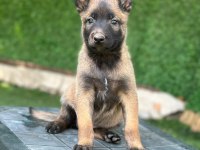 Saglam Kan Hattına Sahip Malinois Yavrular