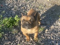 Fransız bulldog dişi